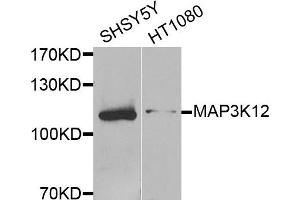 Western blot analysis of extracts of SH-SY5Y and HT1080 cells, using MAP3K12 antibody. (MAP3K12 抗体)