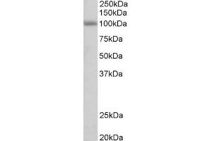 ABIN768646 (0. (SIDT1 抗体  (AA 334-347))