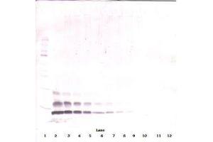 Image no. 3 for anti-Chemokine (C-C Motif) Ligand 4 (CCL4) antibody (ABIN465809) (CCL4 抗体)