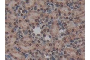 Immunohistochemistry (IHC) image for anti-NME/NM23 Nucleoside Diphosphate Kinase 6 (NME6) (AA 1-173) antibody (ABIN7439435)