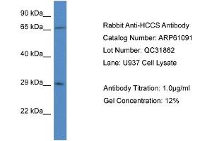 Western Blotting (WB) image for anti-Holocytochrome C Synthase (HCCS) (N-Term) antibody (ABIN2788671) (HCCS 抗体  (N-Term))