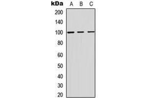 Western blot analysis of ADAM12 expression in HEK293T (A), Raw264.