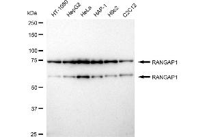 Western blotting analysis using RANGAP1 antibody (ABIN7800128).