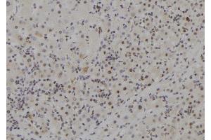 ABIN6273704 at 1/100 staining Human liver tissue by IHC-P. (MCM9 抗体  (C-Term))