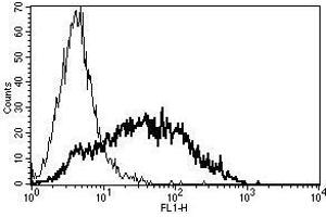 A typical staining pattern with the B-G24 monoclonal antibody of PHA activated lymphocytes (Transferrin Receptor 抗体)