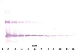 Western Blot reduced using Interleukin-33 antibody (IL-33 抗体  (Biotin))