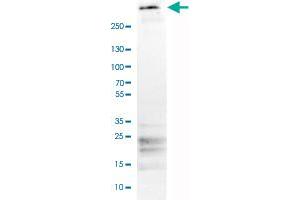 Western Blot analysis of human tonsil tissue lysate with FBN1 monoclonal antibody, clone CL0225 . (Fibrillin 1 抗体)