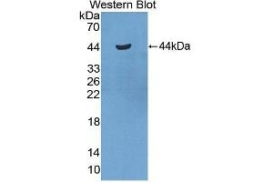 Western Blotting (WB) image for anti-Serum Amyloid A2 (SAA2) (AA 20-122) antibody (ABIN1870548) (SAA2 抗体  (AA 20-122))