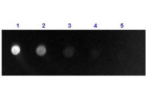 Dot Blot results of Rabbit Anti-Sheep IgG F(ab')2 Antibody Fluorescein Conjugate. (兔 anti-绵羊 IgG (F(ab')2 Region) Antibody (FITC) - Preadsorbed)