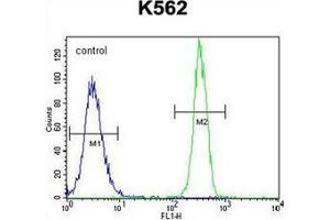 Flow cytometric analysis of K562 cells using FBRSL1 Antibody (C-term) Cat. (FBRSL1 抗体  (C-Term))