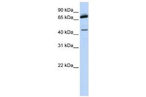 Western Blotting (WB) image for anti-NFKB Repressing Factor (NKRF) antibody (ABIN2458378) (NKRF 抗体)