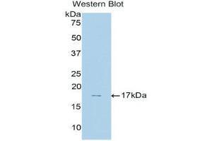 Western Blotting (WB) image for anti-Membrane Metallo-Endopeptidase (MME) (AA 32-164) antibody (ABIN1175019) (MME 抗体  (AA 32-164))