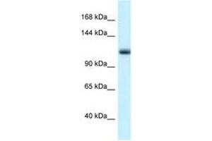 Image no. 1 for anti-Minichromosome Maintenance Deficient 10 (MCM10) (AA 40-89) antibody (ABIN6747322) (MCM10 抗体  (AA 40-89))