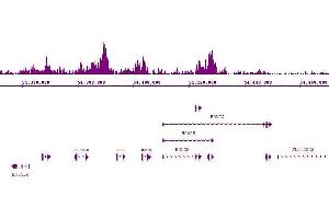 Suz12 antibody (pAb) tested by ChIP-Seq. (SUZ12 抗体  (C-Term))