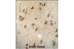 RET Monoclonal( Ascites) ABIN659065 immunohistochemistry analysis in formalin fixed and paraffin embedded human brain tissue followed by peroxidase conjμgation of the secondary antibody and DAB staining. (Ret Proto-Oncogene 抗体)