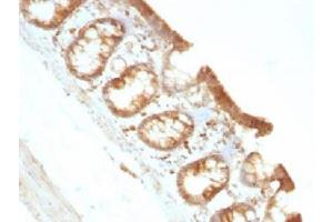 IHC testing of FFPE rat colon with Moesin antibody (clone MSN/491). (Moesin 抗体)