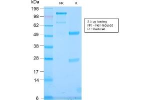 SDS-PAGE Analysis Purified TLE1 Rabbit Recombinant Monoclonal Antibody (TLE1/2946R). (Recombinant TLE1 抗体  (AA 175-338))