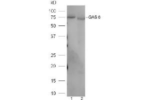 Lane 1: Mouse liver lysates Lane 2: Mouse kidney lysates probed with Rabbit Anti-GAS 6 Polyclonal Antibody, Unconjugated (ABIN873146) at 1:300 overnight at 4 °C. (GAS6 抗体  (AA 551-650))