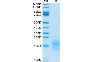 Mouse GIP on Tris-Bis PAGE under reduced condition. (GIP Protein (AA 22-85) (His tag))