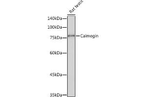 Western blot analysis of extracts of Rat testis, using Calmegin Rabbit mAb (ABIN7266025) at 1:1000 dilution. (Calmegin 抗体)