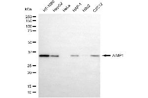 anti-Aminoacyl tRNA Synthetase Complex-Interacting Multifunctional Protein 1 (AIMP1) antibody