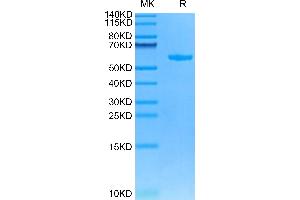 Cynomolgus HLA-G on Tris-Bis PAGE under reduced condition. (HLAG Protein (AA 25-305, Monomer) (His-Avi Tag,Peptide (RIIPRHLQL)))