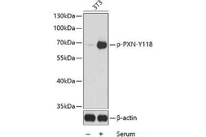 Western blot analysis of extracts from 3T3 cells using Phospho-PXN(Y118) Polyclonal Antibody.