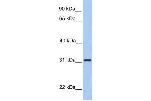 Western Blotting (WB) image for anti-Signal Recognition Particle Receptor, B Subunit (SRPRB) antibody (ABIN2459317) (SRPRB 抗体)