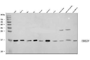 Western blot analysis of Ubc13/UBE2N using anti-Ubc13/UBE2N antibody (ABIN7599924).