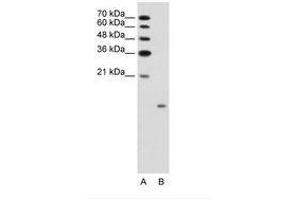 Image no. 1 for anti-Glucagon (GCG) (AA 41-90) antibody (ABIN203495)