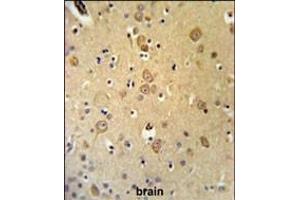 LRRTM1 Antibody (Center) (ABIN653675 and ABIN2843005) IHC analysis in formalin fixed and paraffin embedded brain tissue followed by peroxidase conjugation of the secondary antibody and DAB staining. (LRRTM1 抗体  (AA 88-117))