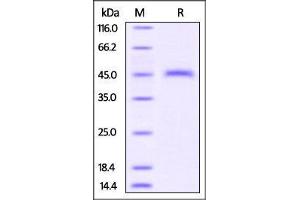 SDS-PAGE (SDS) image for CD3 epsilon (CD3E) (AA 23-108) protein (Fc Tag) (ABIN4949162)