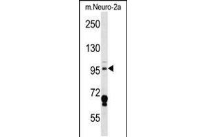 Western blot analysis in mouse Neuro-2a cell line lysates (35ug/lane). (MAP4K3 抗体  (AA 501-529))