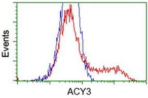 Image no. 2 for anti-Aminoacylase 3 (ACY3) antibody (ABIN1496467) (Aminoacylase 3 抗体)