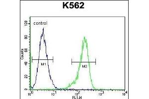 RPS19 Antibody (Center) (ABIN655978 and ABIN2845362) flow cytometric analysis of K562 cells (right histogram) compared to a negative control cell (left histogram). (RPS19 抗体  (AA 25-54))