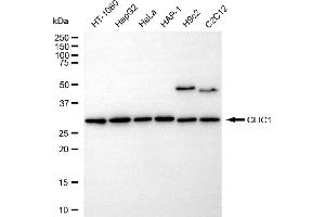 anti-Chloride Intracellular Channel 1 (CLIC1) antibody