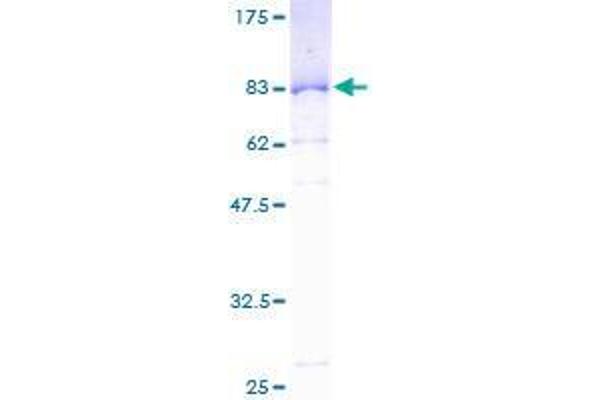 SERBP1 Protein (AA 1-402) (GST tag)