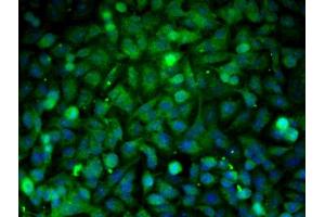 Immunofluorescence (Cultured Cells) (IF (cc)) image for anti-Protein tyrosine Phosphatase, Non-Receptor Type 1 (PTPN1) (AA 1-100) antibody (ABIN725975)
