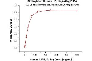 Immobilized Biotinylated Human LIF, His,Avitag (ABIN5954922,ABIN6253549) on SA-coated surface at 1 μg/mL (100 μL/well) can bind Human LIF R, Fc Tag (ABIN2444162,ABIN2181467) with a linear range of 1-31 ng/mL (QC tested). (LIF Protein (AA 23-202) (His tag,AVI tag,Biotin))