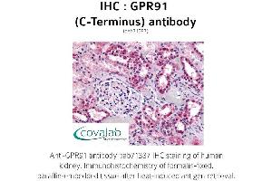 Image no. 1 for anti-Succinate Receptor 1 (SUCNR1) (C-Term) antibody (ABIN1735198) (SUCNR1 抗体  (C-Term))