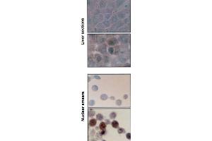 Hsp70 Hsc70 ( BB70), rat nuclear smears and liver sections (top control). (HSP70/HSC70 抗体)