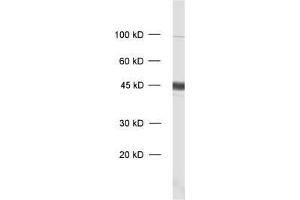 dilution: 1 : 1000, sample: rat brain homogenate (GAP43 抗体)