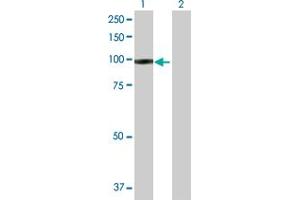 Western Blot analysis of IFI35 expression in transfected 293T cell line by IFI35 MaxPab polyclonal antibody. (IFI35 抗体  (AA 1-288))