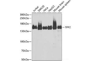 Western blot analysis of extracts of various cell lines using TPP2 Polyclonal Antibody at dilution of 1:1000. (Tpp2 抗体)