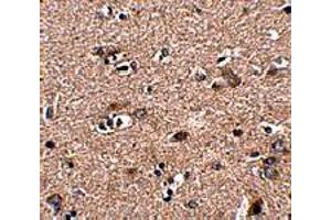 Immunohistochemistry of SCAMP4 in human brain tissue with SCAMP4 polyclonal antibody  at 2. (SCAMP4 抗体  (C-Term))