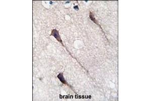 Formalin-fixed and paraffin-embedded humanbrain tissue reacted with Phospho-PUM1-Y83. (PUM1 抗体  (AA 62-91))