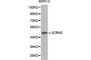 Western blot analysis of BxPC-3 cell lysate using SCRN2 antibody. (SCRN2 抗体  (AA 176-425))