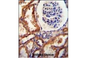 DNAJC22 antibody (C-term) (ABIN654825 and ABIN2844500) immunohistochemistry analysis in formalin fixed and paraffin embedded human kidney tissue followed by peroxidase conjugation of the secondary antibody and DAB staining. (DNAJC22 抗体  (C-Term))