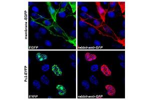 Confocal microscopy Confocal microscopy images of COS-7 cells transfected with expression constructs encoding membrane-tethered EGFP (membrane-EGFP; top) or nuclear Polycomb 2-EYFP fusion protein (Pc2-EYFP; bottom).