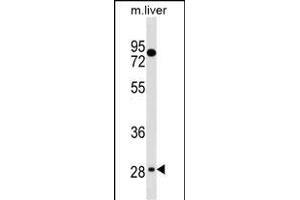 TEF Antibody (C-term) (ABIN1536856 and ABIN2838216) western blot analysis in mouse liver tissue lysates (35 μg/lane). (TEF 抗体  (C-Term))